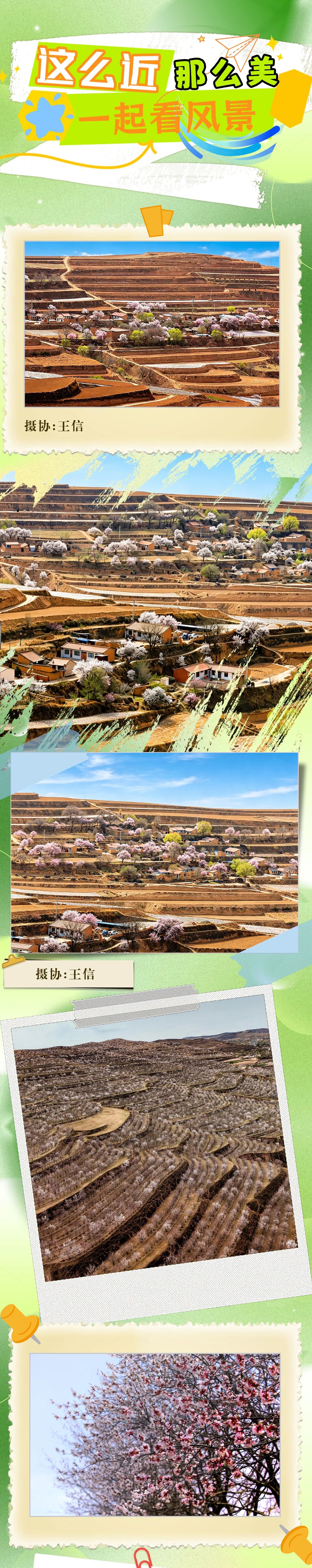 这么近，那么美，一起来会宁看桃花